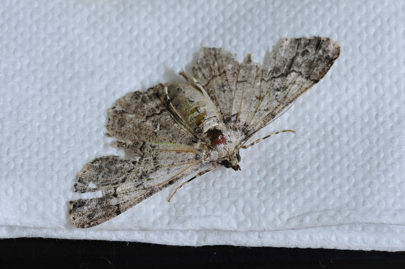 Image-qa_20120109095428_3