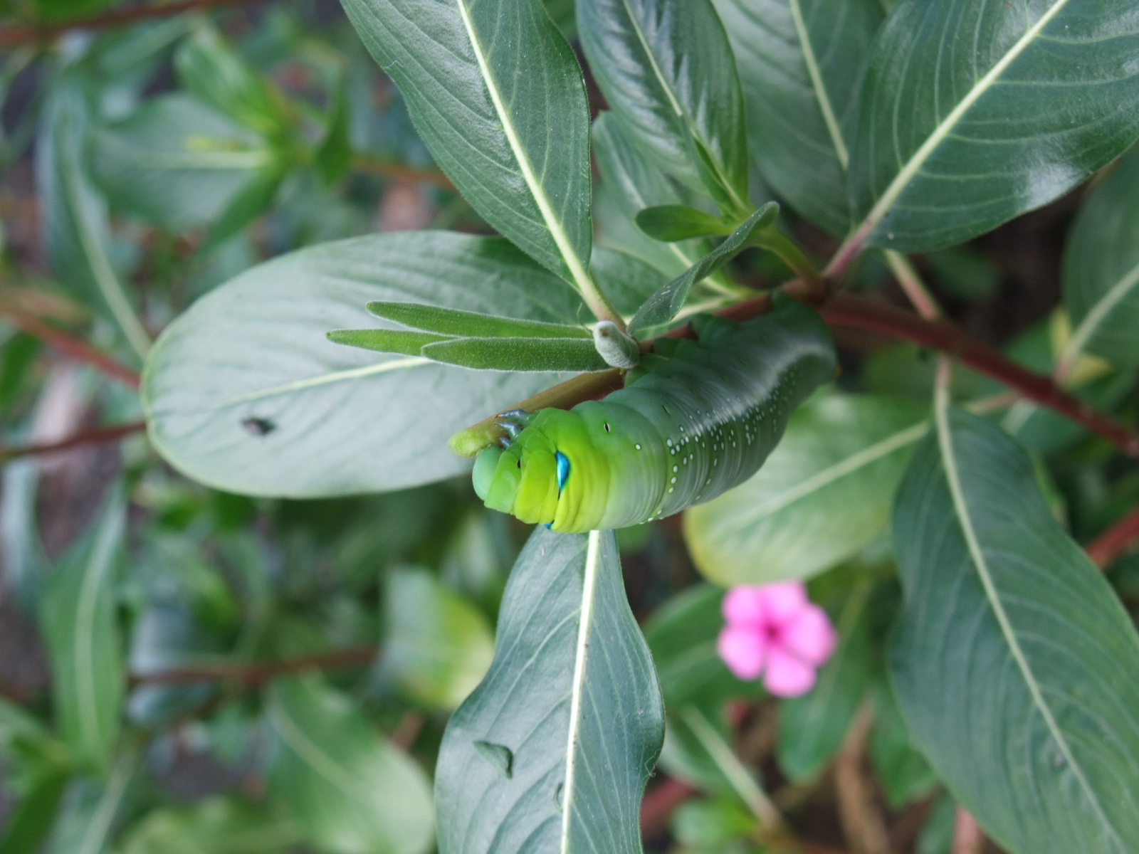 Image-qa_20120109095141_1