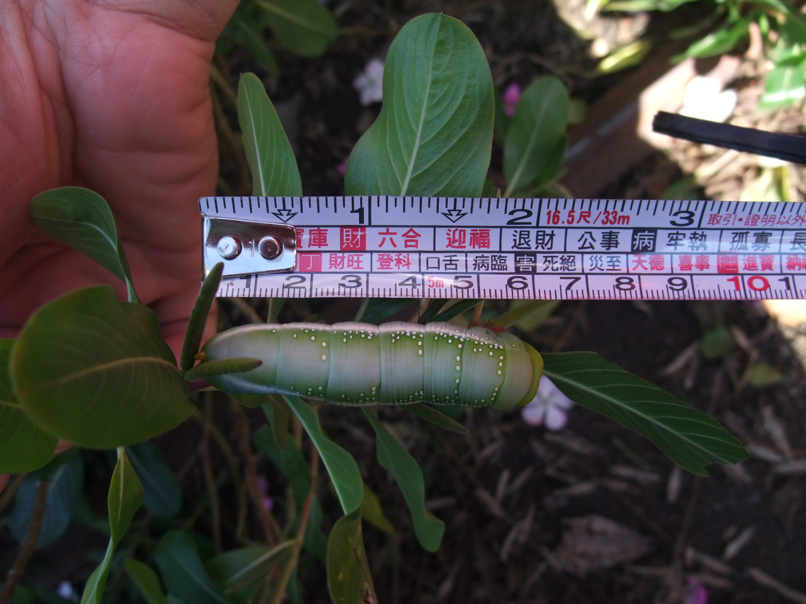 Image-qa_20120109095141_2