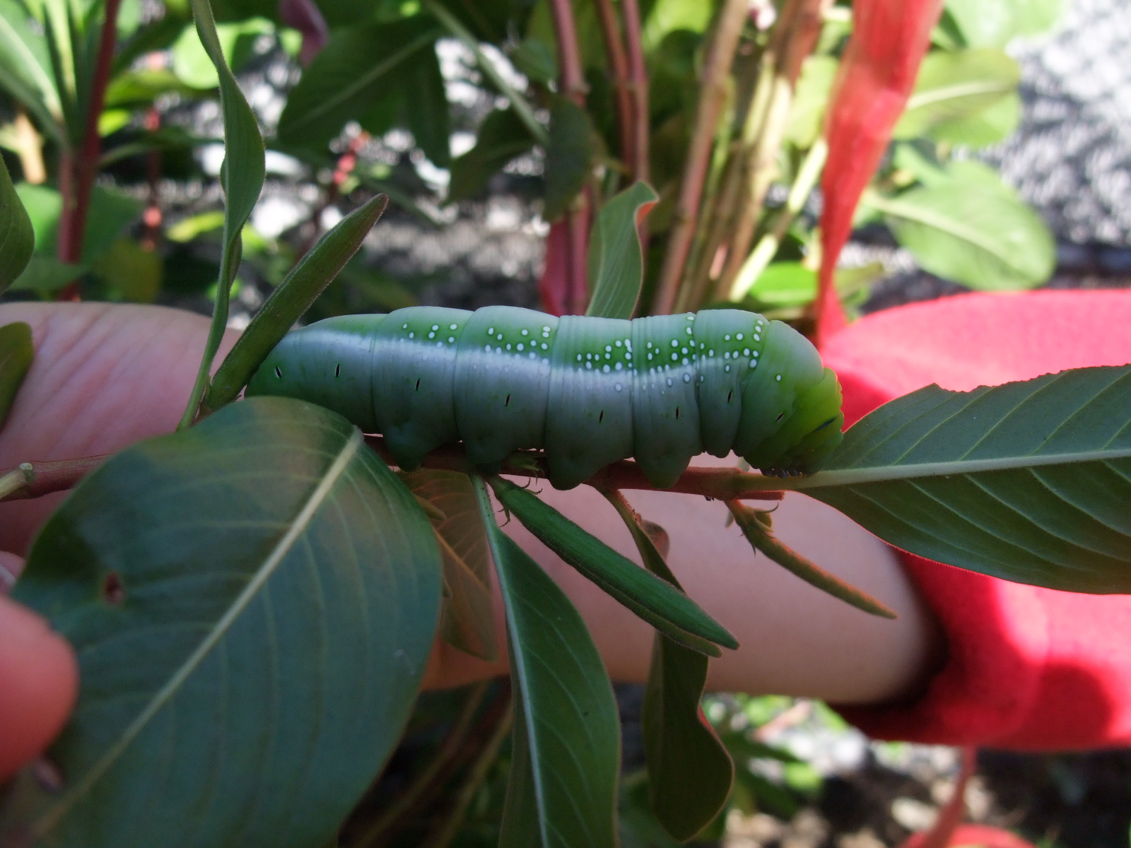 Image-qa_20120109095141_3