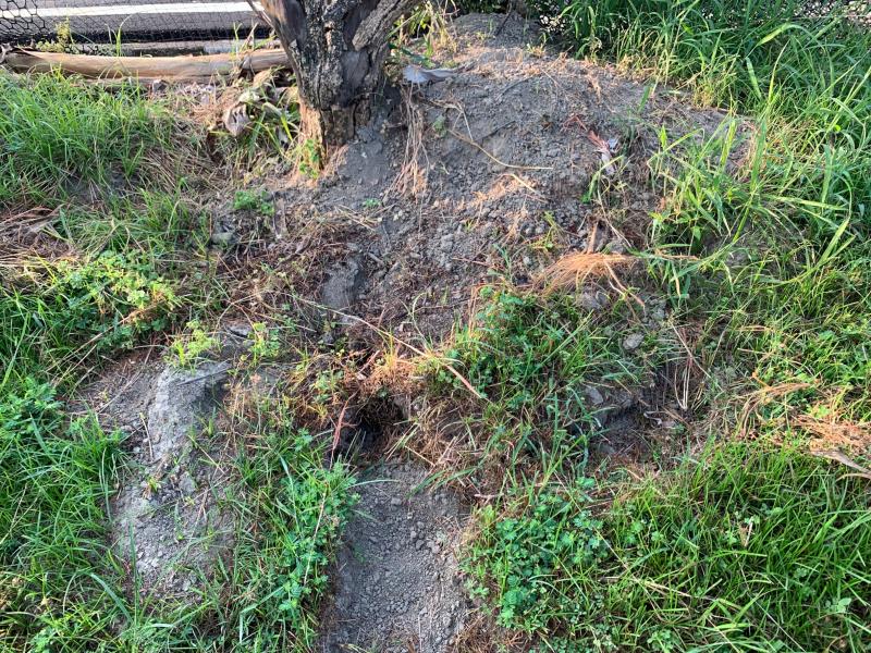 Image-B87BCD11-9B19-486B-8C11-85A574F7E4BF