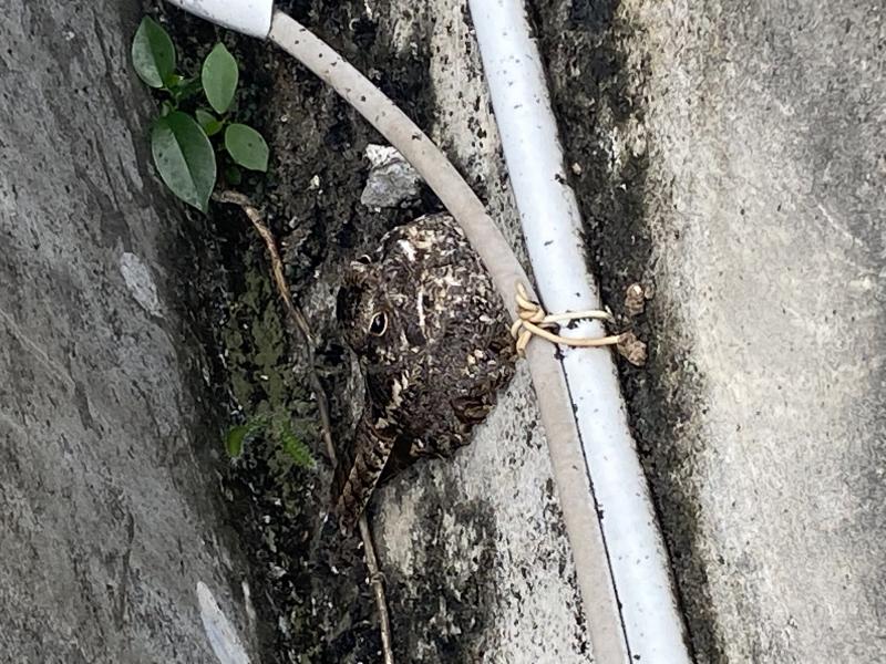 Image-4C9A3C52-FEF6-44B8-831C-0D9B5030AAA8