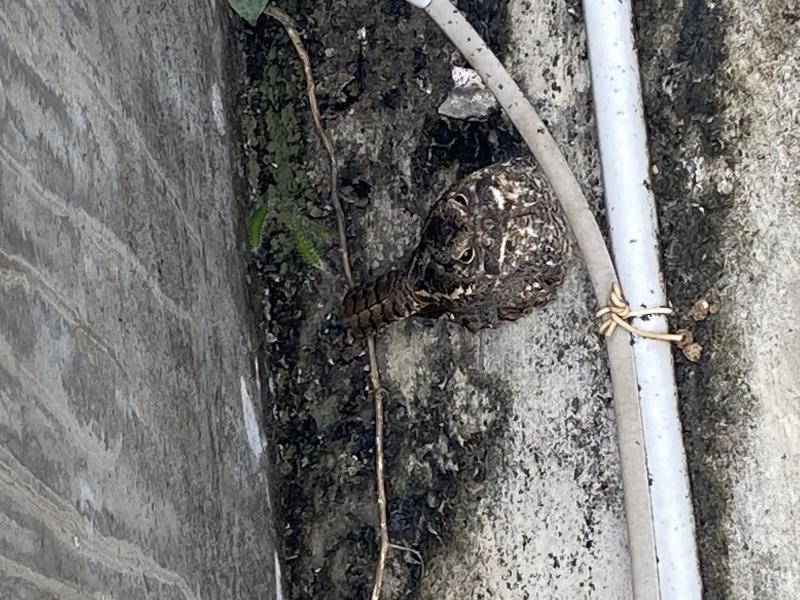 Image-11965336-8573-4737-B00B-3FBAEB2DE38C