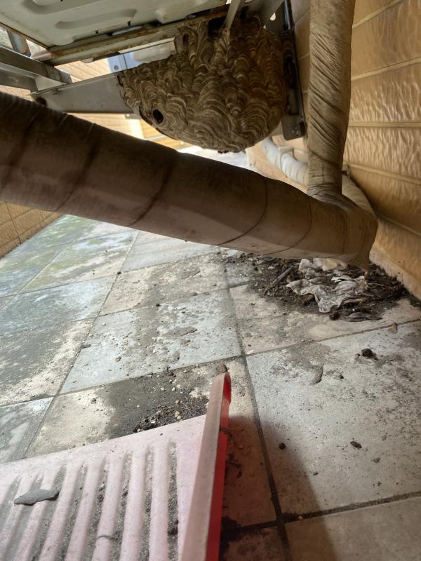 Image-已移除的虎頭蜂窩