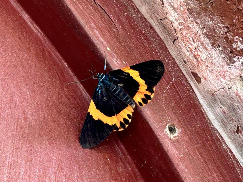 Image-75A0C271-0709-48DC-A398-6BE31CE157C3