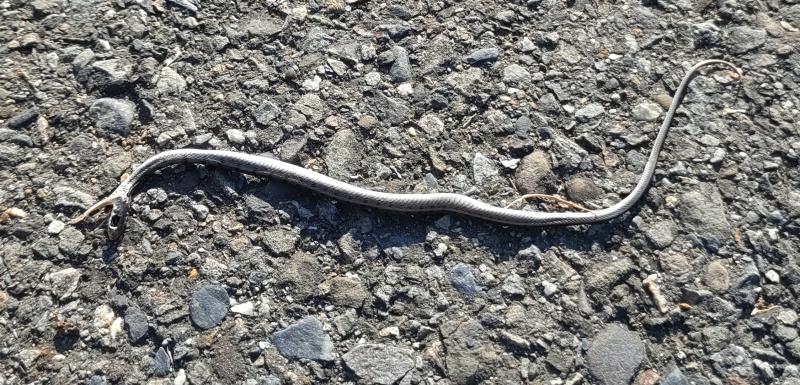 Image-不知名小蛇照片