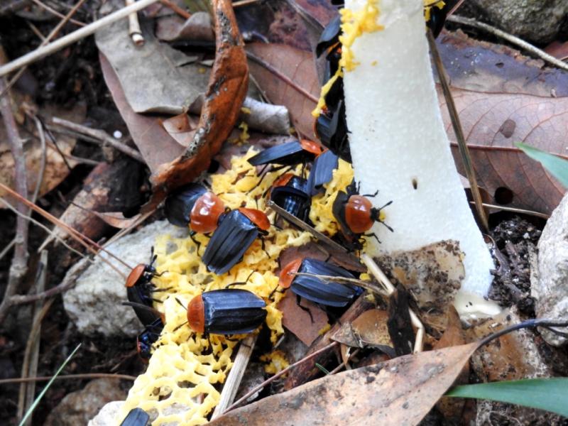 Image-酷似螢火蟲的甲蟲