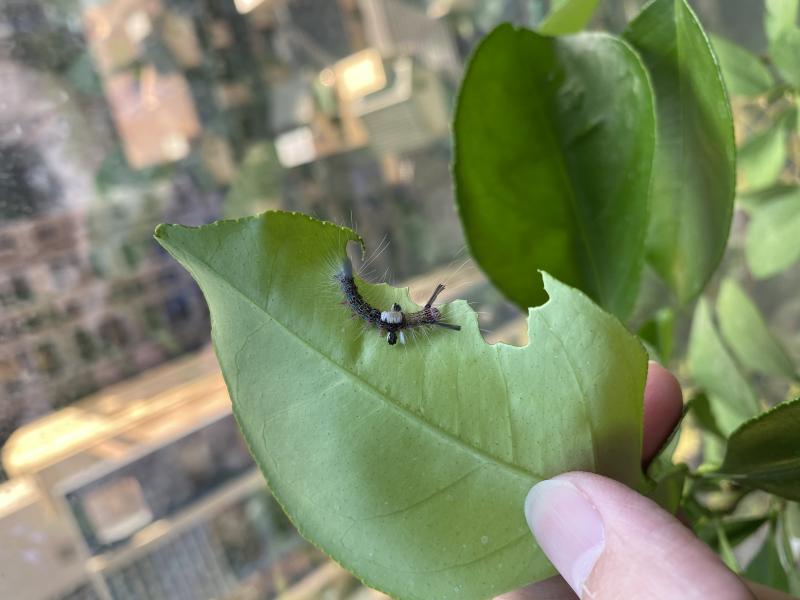 Image-7BEA681A-A0C3-4DEC-846D-B3A739213704