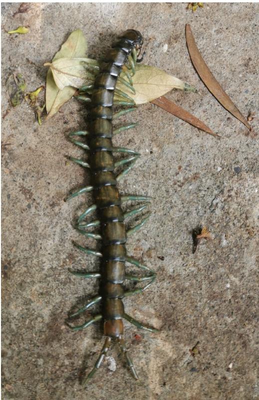 Image-IMG_20200321_102846