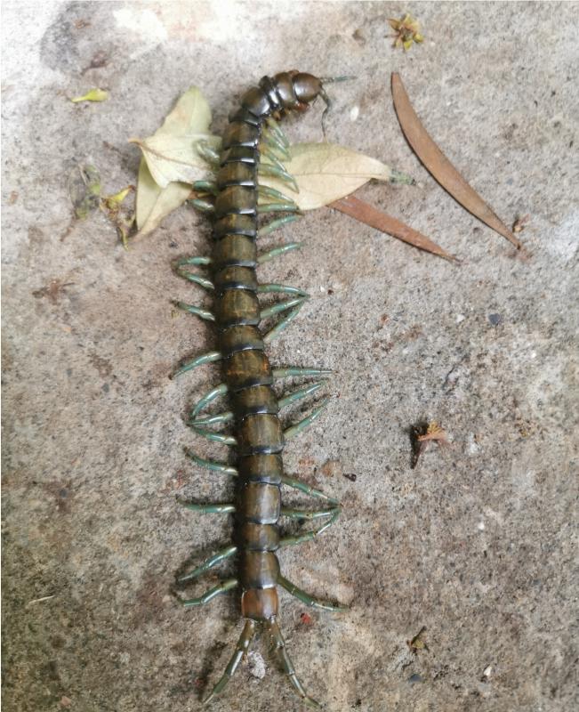 Image-IMG_20200321_102853