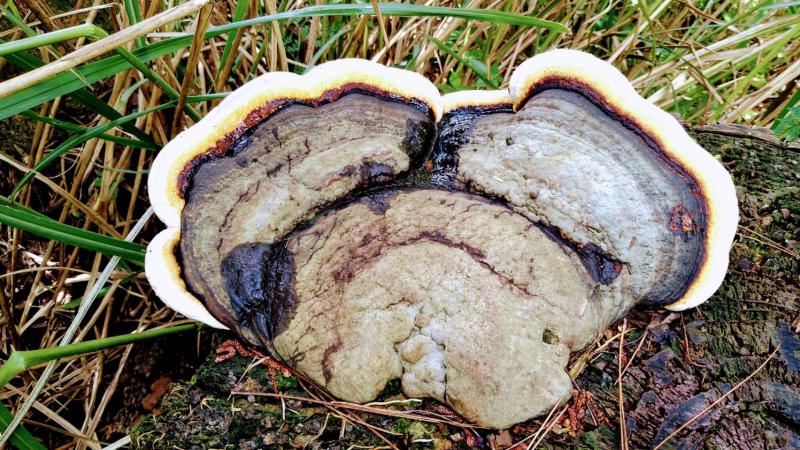 Image-不知名的真菌