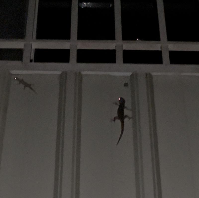 Image-比一般壁虎大很多