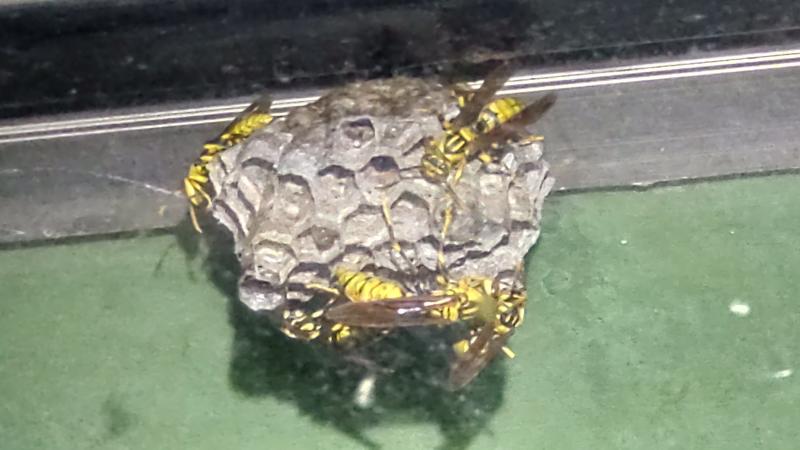 Image-晚上頭燈一照蜂群就醒過來了01