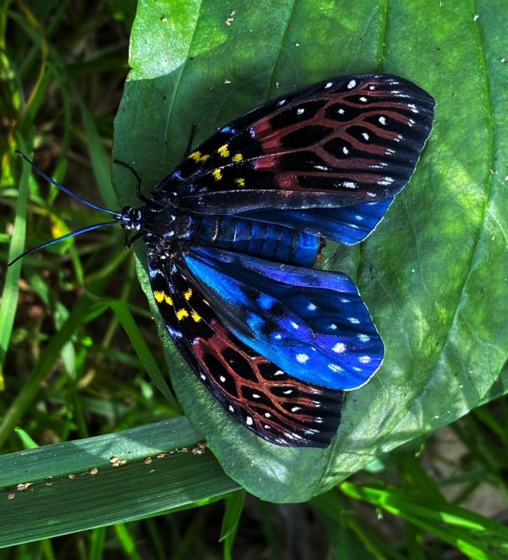 Image-請幫忙鑑定謝謝