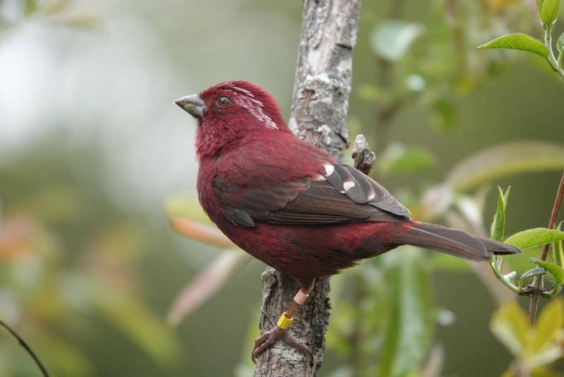 Image-line_508232740332121