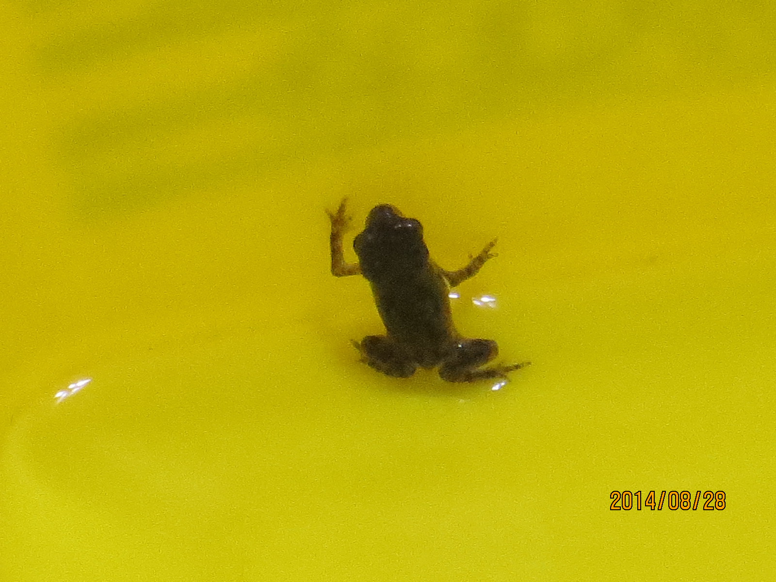 Image-體長約0.5公分