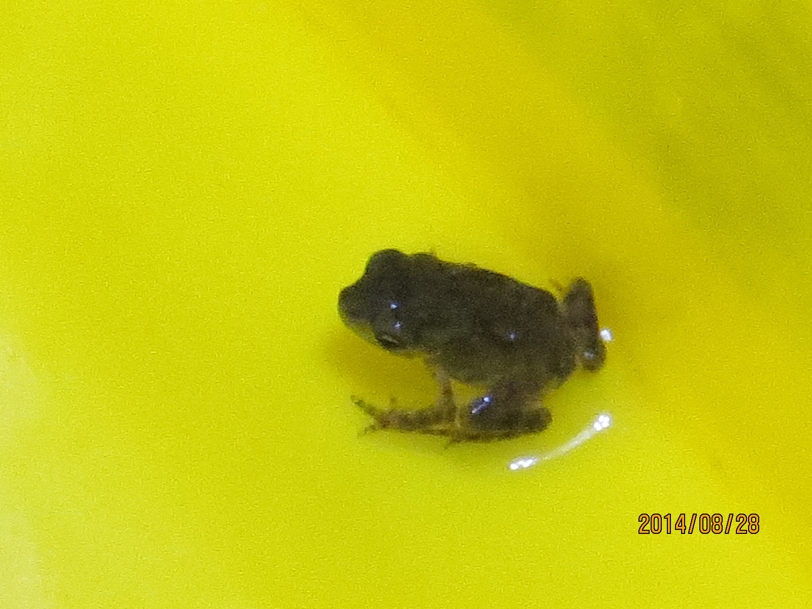 Image-qa_20140828152815_2