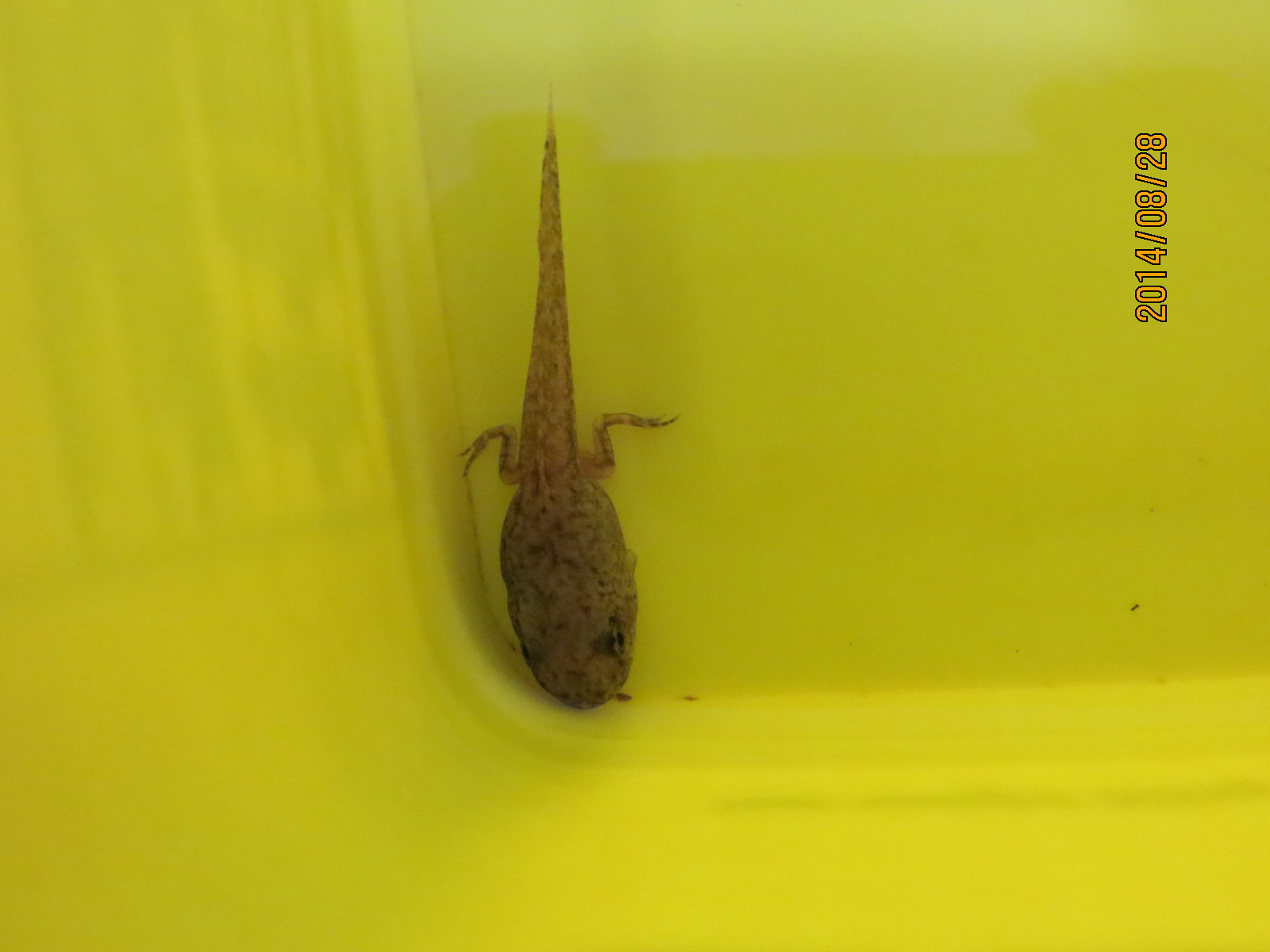 Image-體長含尾巴約4公分