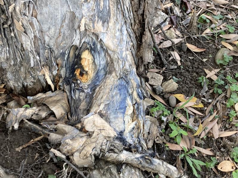 Image-樹皮局部脫落