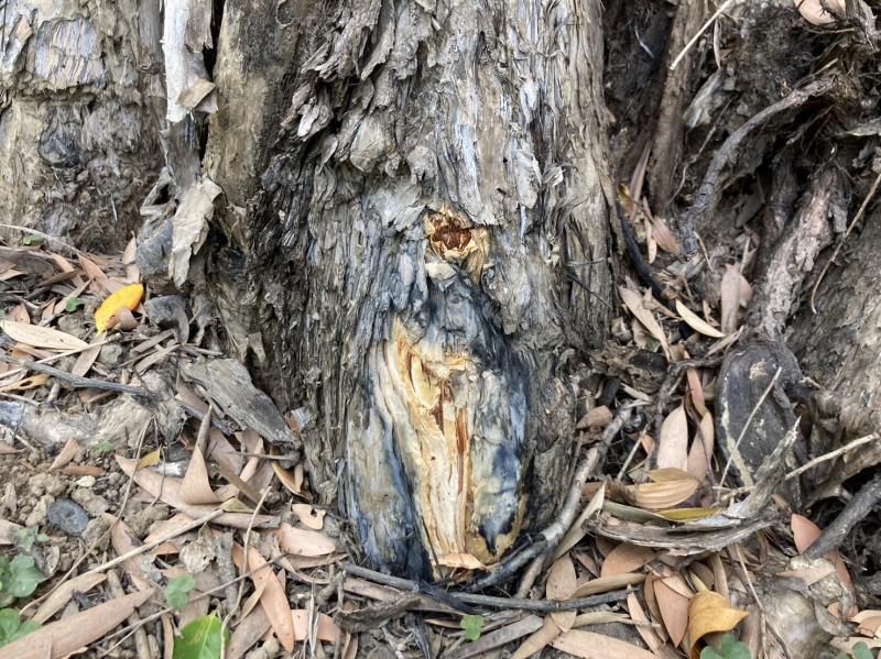 Image-樹皮局部損傷