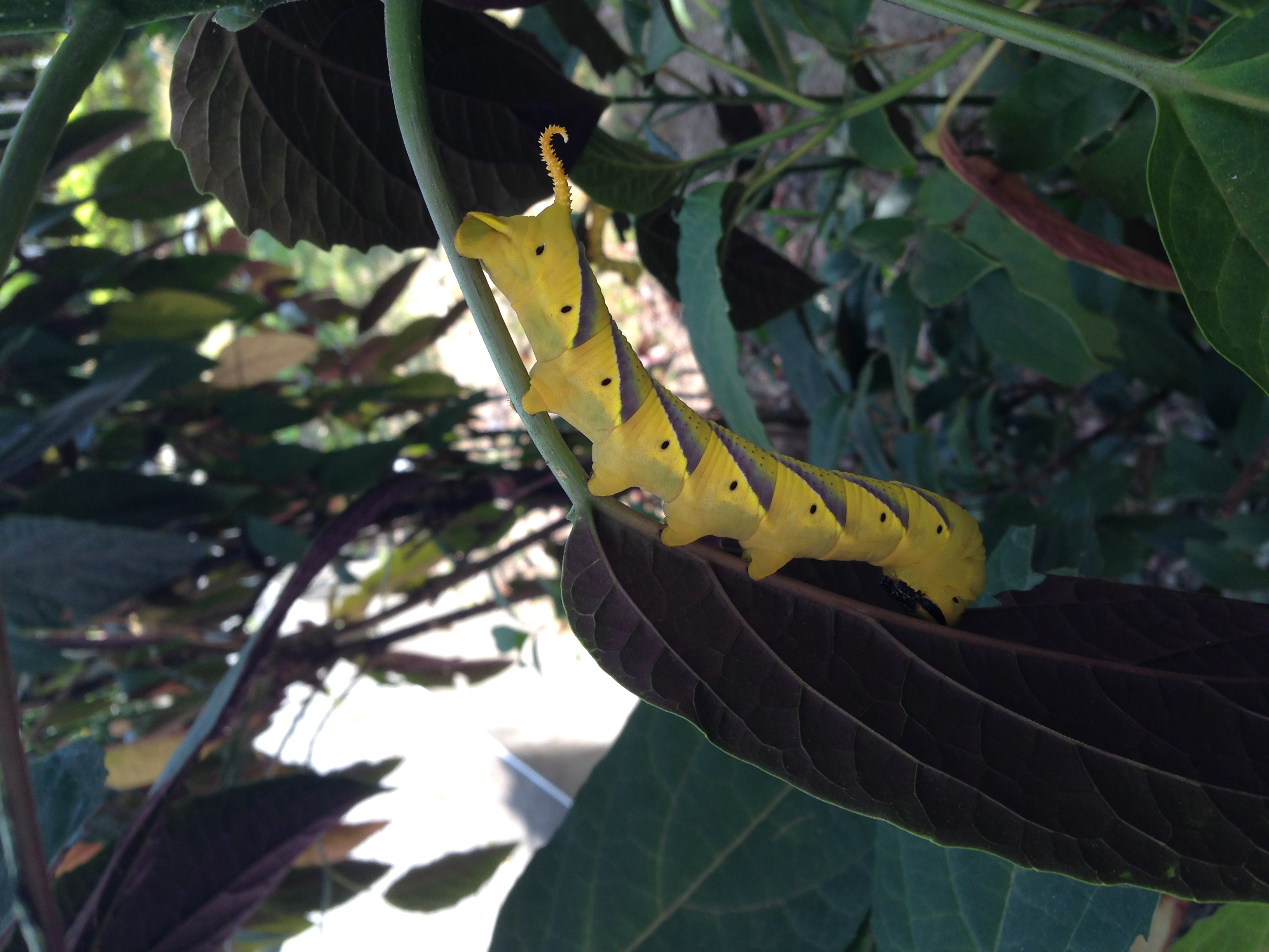 Image-qa_20131017171136_1