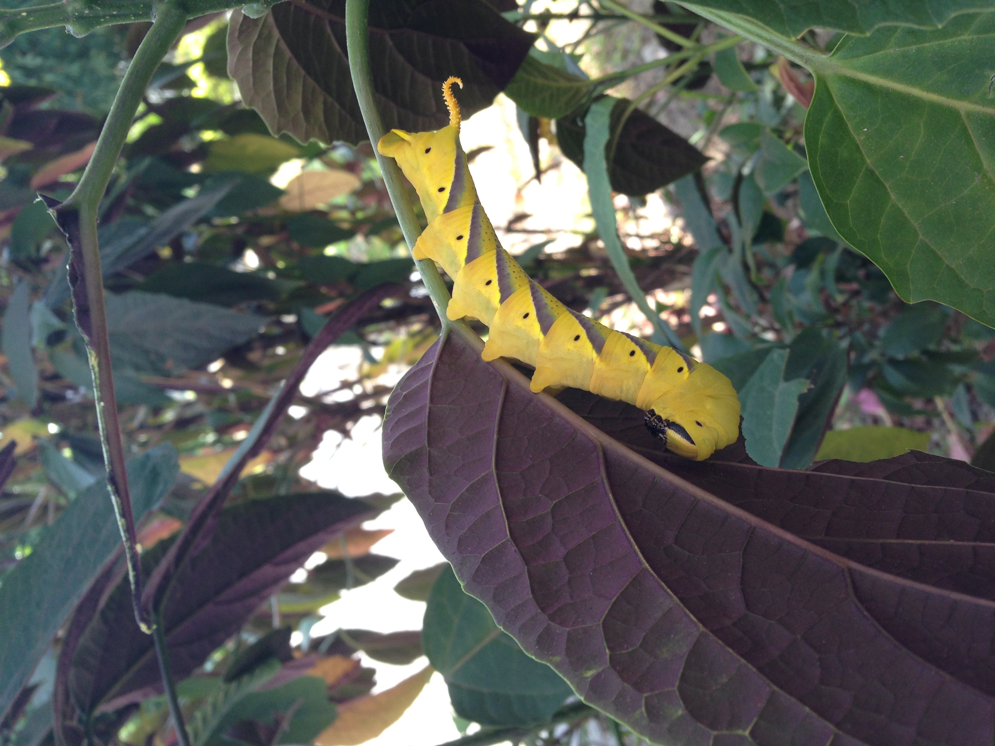 Image-qa_20131017171136_2