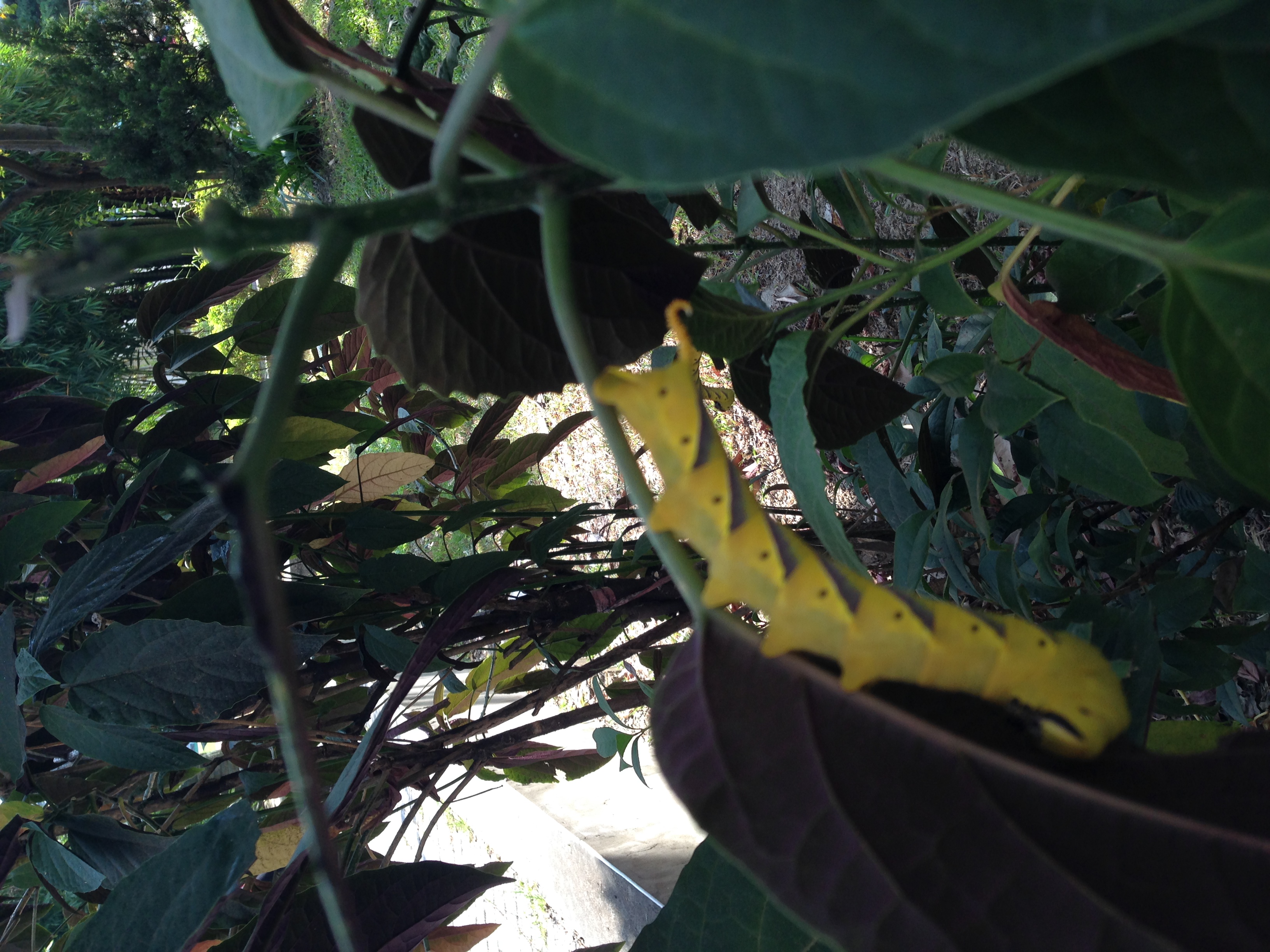 Image-qa_20131017171136_3