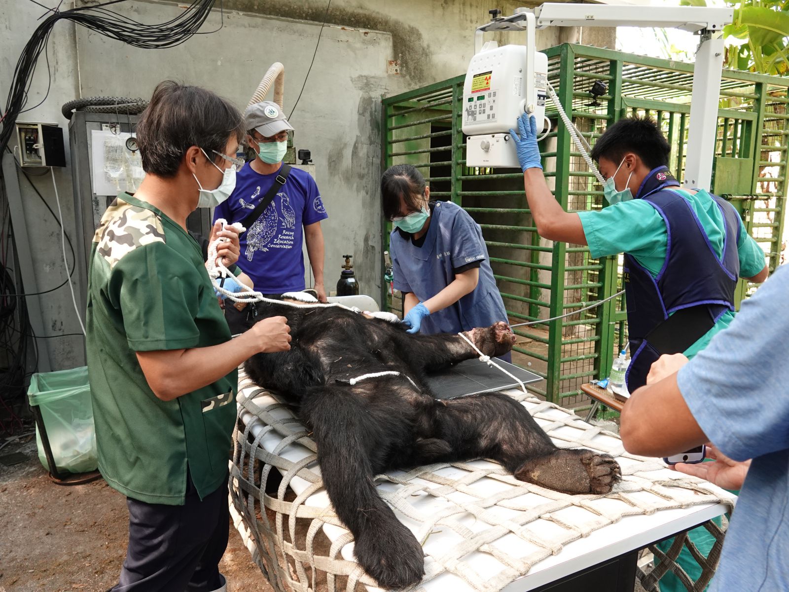 圖2.黑熊麻醉拍攝X光__農業部生物多樣性研究所提供(梁翠芳攝) 黑熊麻醉拍攝X光