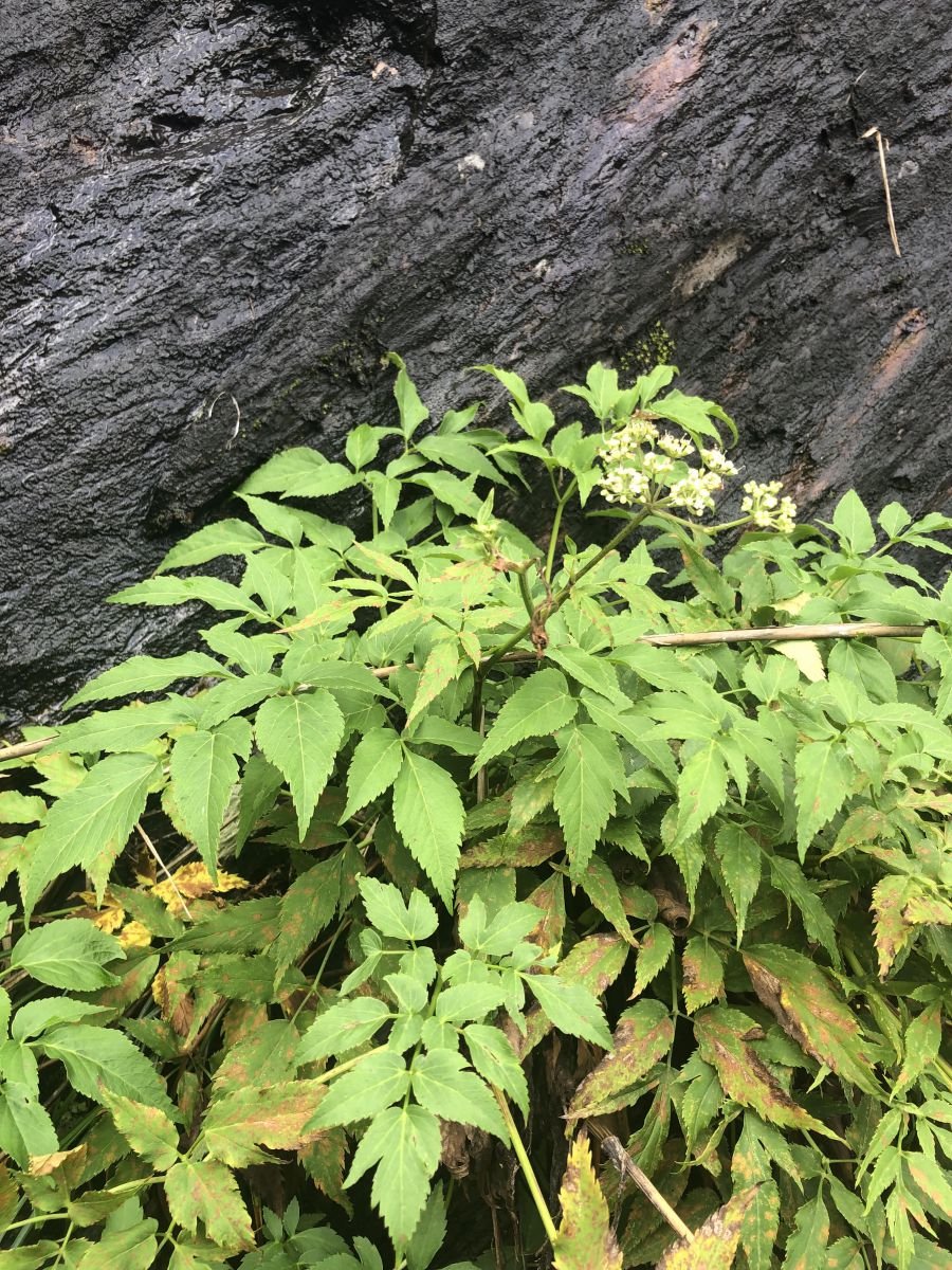 圖3.阿禮當歸_農業部生物多樣性研究所提供(黃啓俊攝) 圖片3