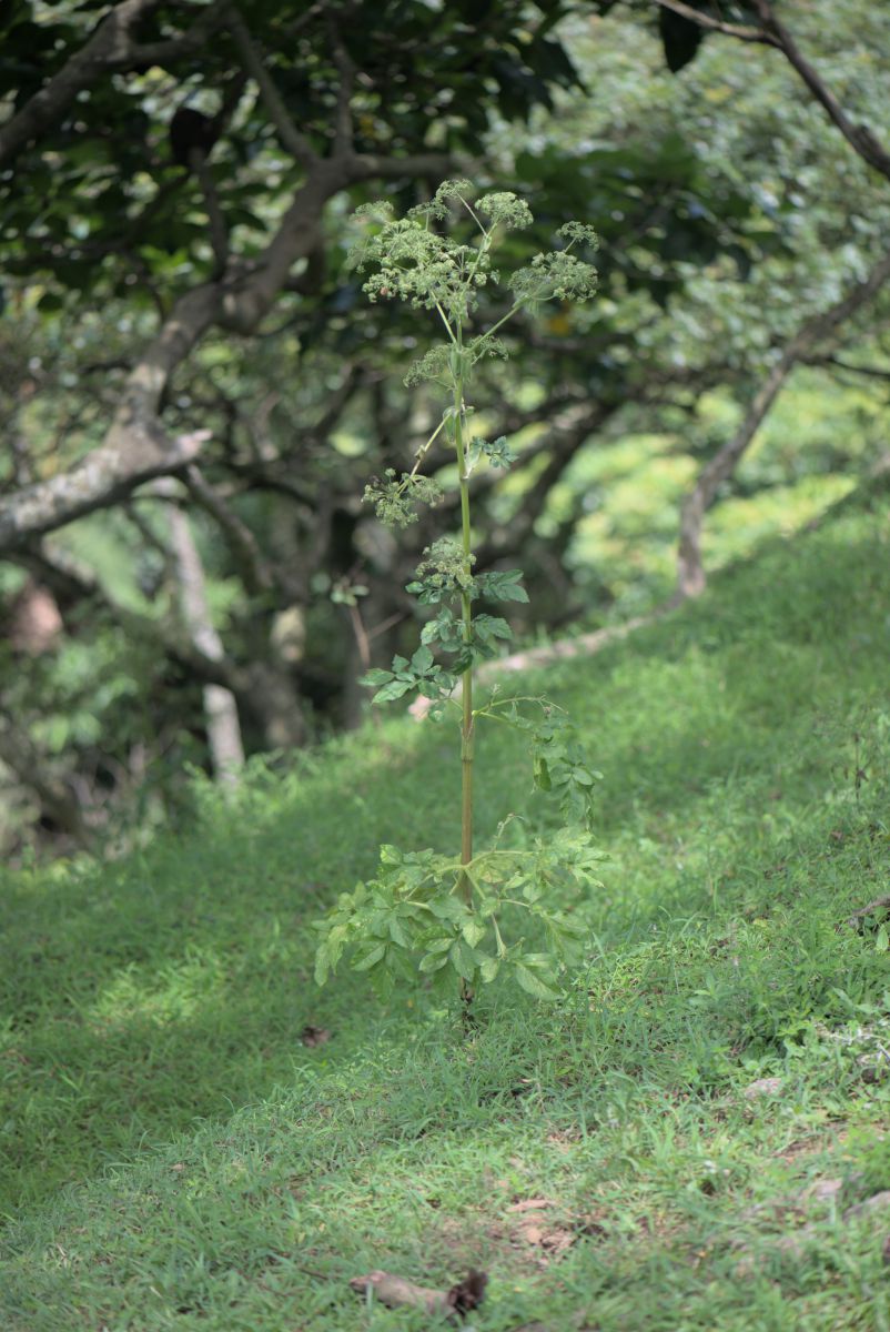 圖4.野當歸_農業部生物多樣性研究所提供(黃啓俊攝) 圖片四