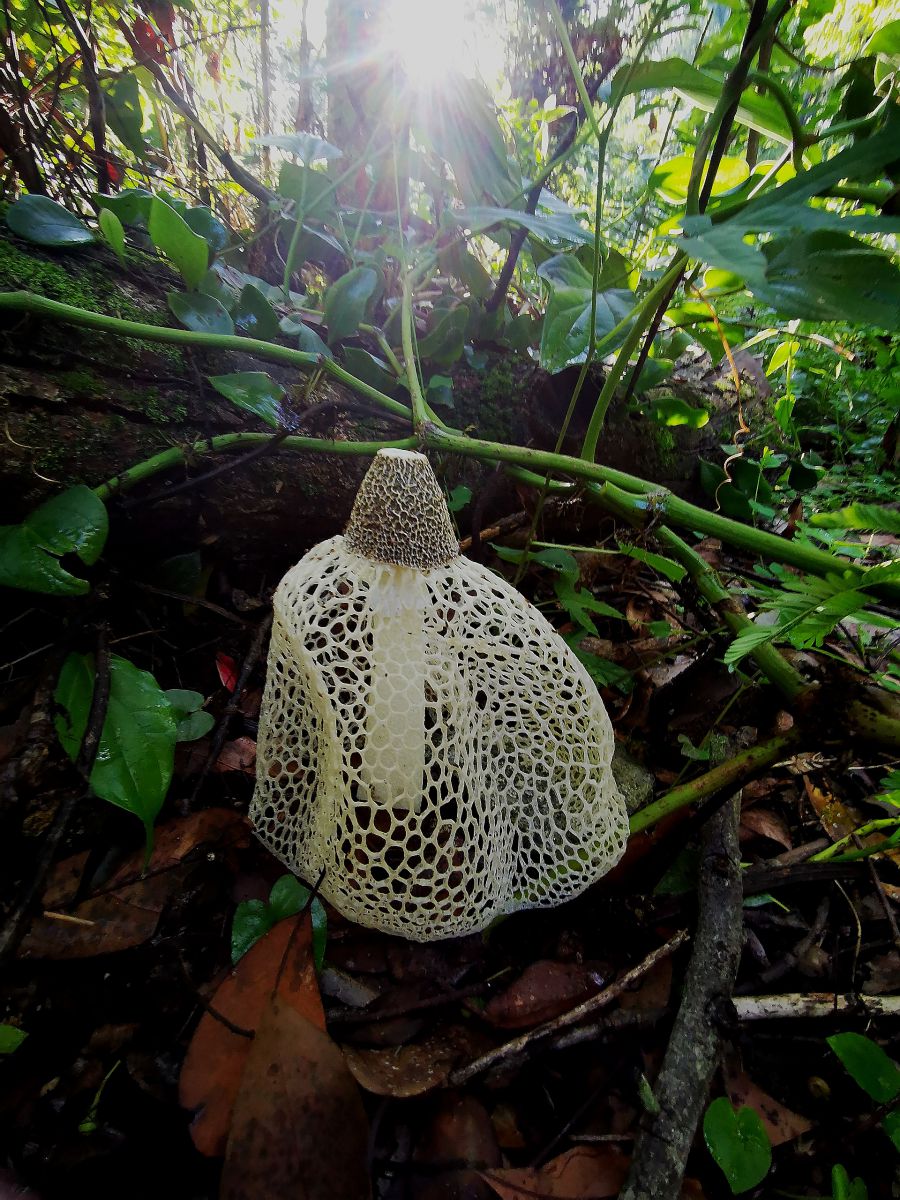 圖五、剛展完裙菇后竹蓀迎朝陽(黃秀雯攝)。