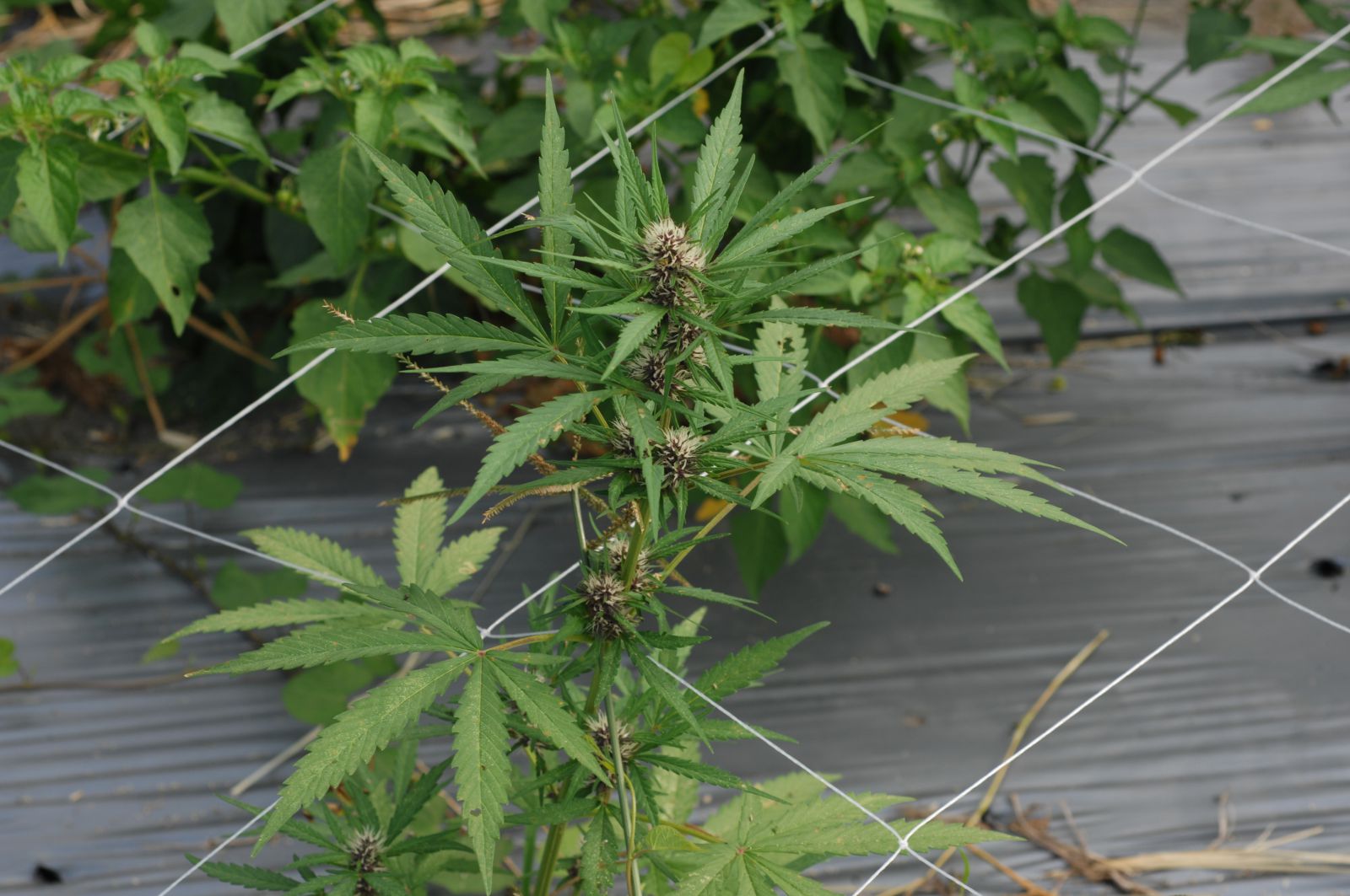 大麻植株