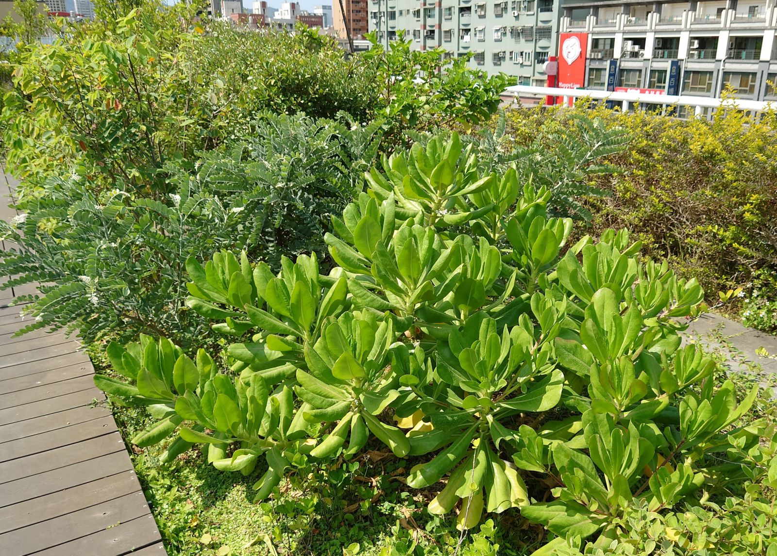 圖1 臺灣原生植物草海桐(前)、毛苦參(中)、土密樹(後左)、椬梧(後中)、臭娘子(後右)在屋頂均生長良好。 使用圖檔請註明由生多所提供。