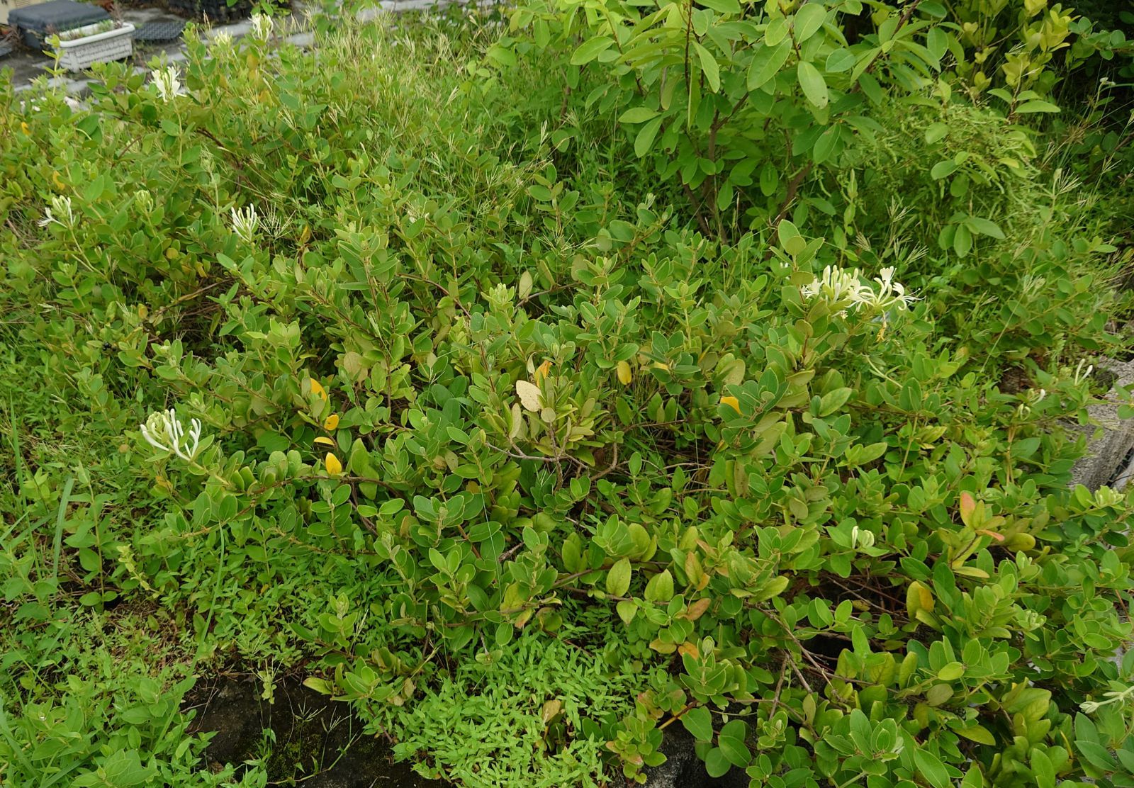 綠屋頂的藤本植物可直接蔓生於土面，植被厚度比草坪厚，更俱降溫節能功效。圖為忍冬(金銀花)。