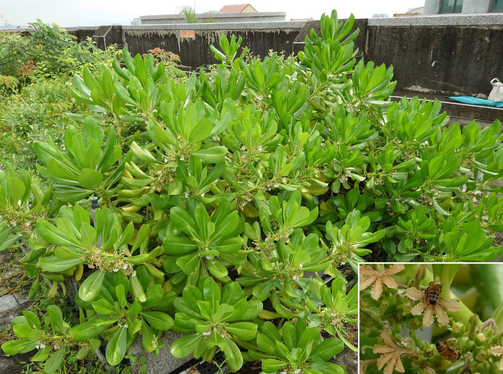 圖2 草海桐於屋頂生長非常良好,約人高之灌木叢,高度不太需要修剪,灌叢下幾乎不生草類,花為蜜蜂蜜源,是極佳的綠屋頂植種。 草海桐於屋頂生長非常良好,約人高之灌木叢,高度不太需要修剪,灌叢下幾乎不生草類,花為蜜蜂蜜源,是極佳的綠屋頂植種。