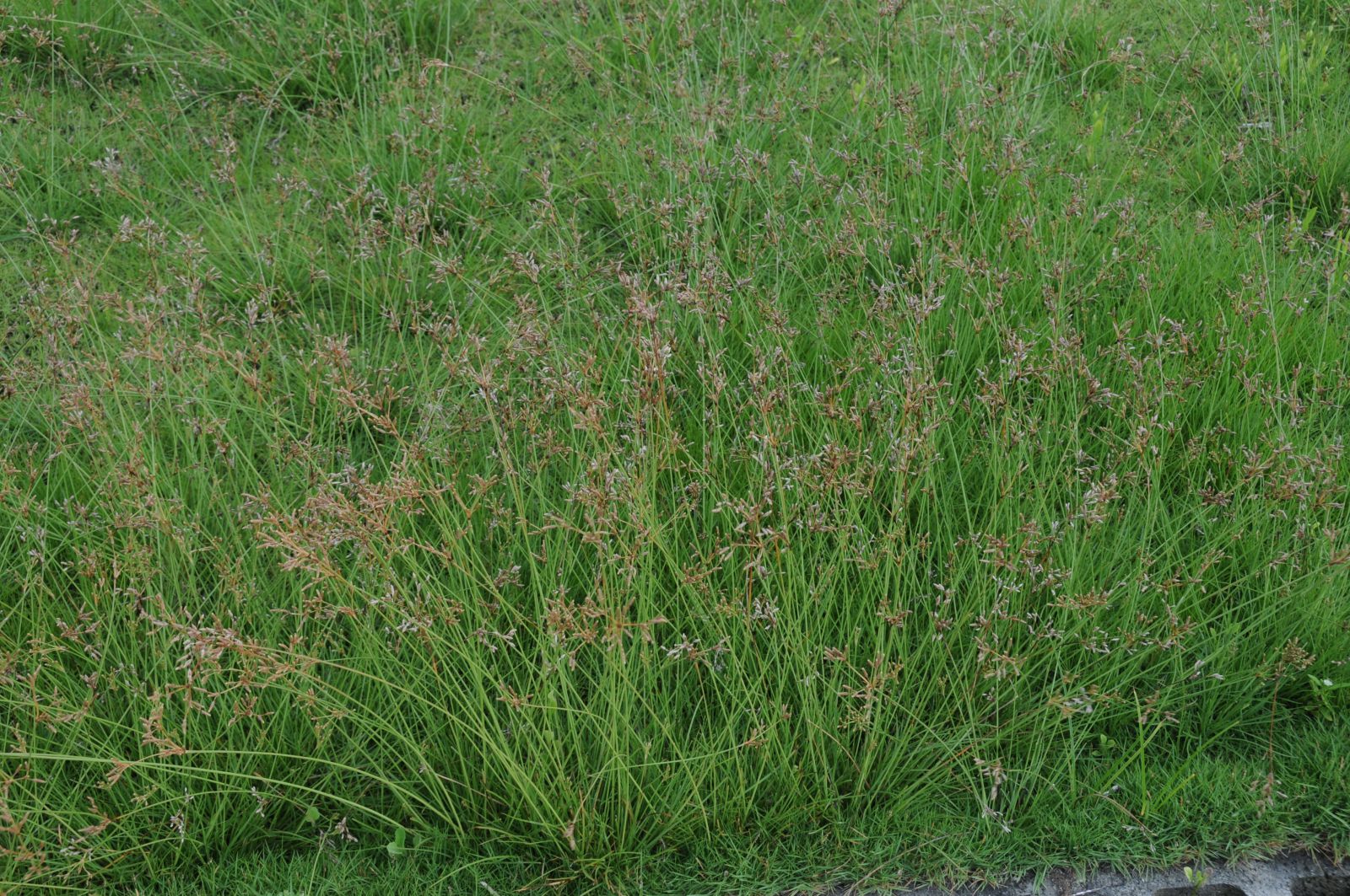圖3 轉變觀念接受禾草科、莎草科植物,讓綠屋頂草坪為植種多樣性,可減輕維護人力,發輝降溫節能功效。圖為莎草科竹子飄拂草。 轉變觀念接受禾草科、莎草科植物,讓綠屋頂草坪為植種多樣性,可減輕維護人力,發輝降溫節能功效。圖為莎草科竹子飄拂草。