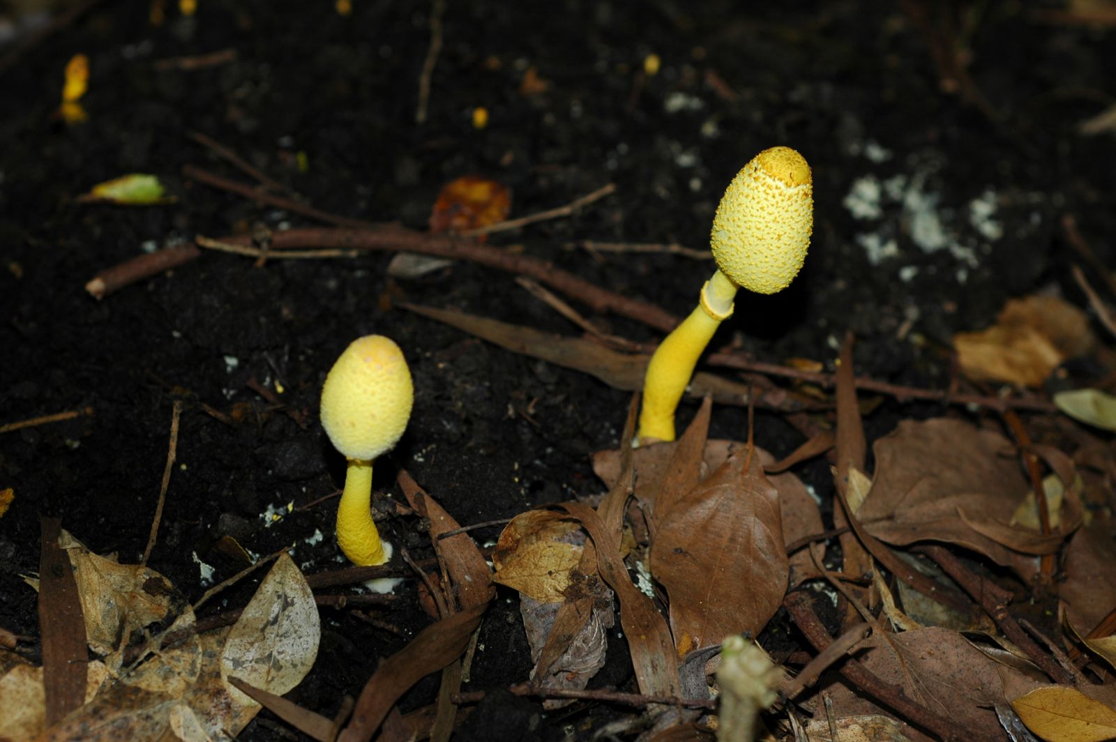 圖一、純黃白鬼傘(Leucocoprinus birnbaumii)常成群出現在土壤肥沃的草地或盆栽中，鮮黃色菌傘上密生的毛鱗與基部膨大的菌柄是其辨識特徵，亮麗的外表卻是一種有毒菇菌。