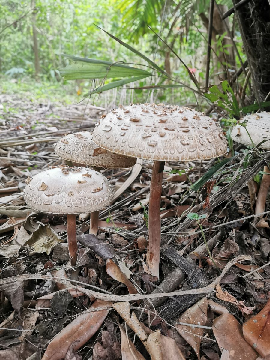 圖二、綠褶菇(Chlorophyllum molybdites) 最常出現在民眾誤食中毒名單的，會成群出現在公園綠地上，菌傘上密布的塊狀鱗片與菌柄上明顯的菌環是其辨識特徵。