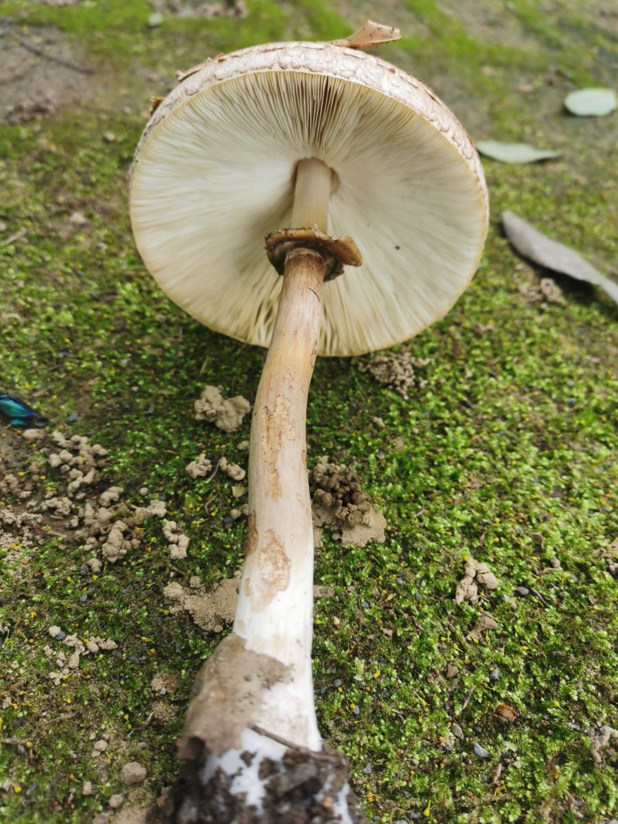圖2-2.最常出現在民眾誤食中毒名單的綠褶菇