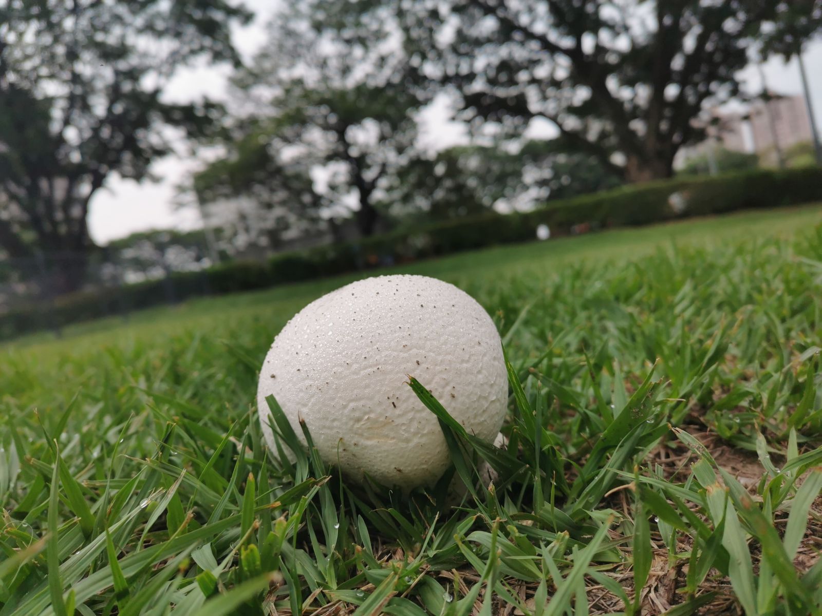 圖三、公園草皮上常出現圓球狀白色的真菌(直徑5-15公分),遠看有如被遺落的壘球,菇體成熟後轉變成紫黑色,名叫紫色禿馬勃(Calvatia lilacina)。