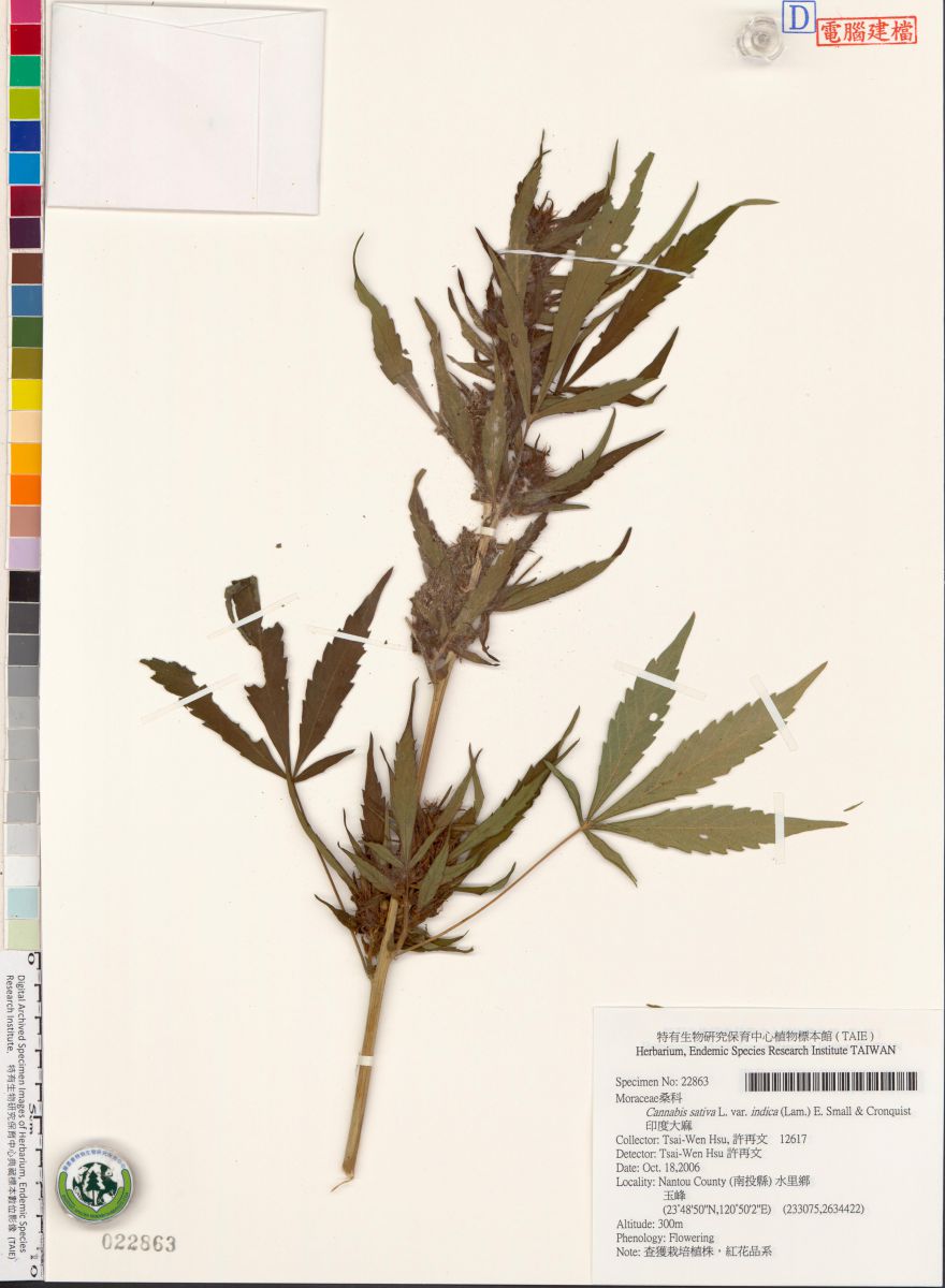 存放於生多所植物標本館的大麻標本