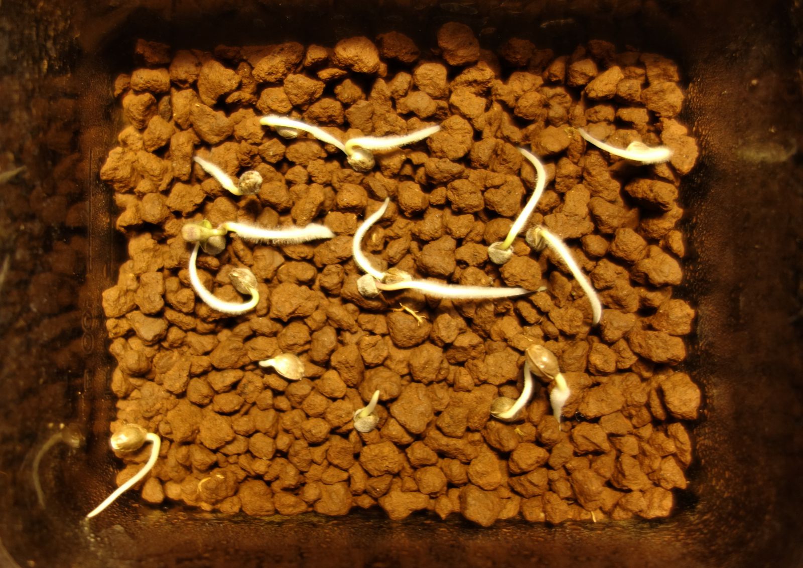 大麻種子發芽率檢測