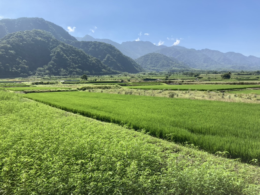 圖三、花蓮縣玉里鎮春日部落的水稻田,維護田埂植栽,也能提供田間野生動物棲息 圖三、花蓮縣玉里鎮春日部落的水稻田,維護田埂植栽,也能提供田間野生動物棲息