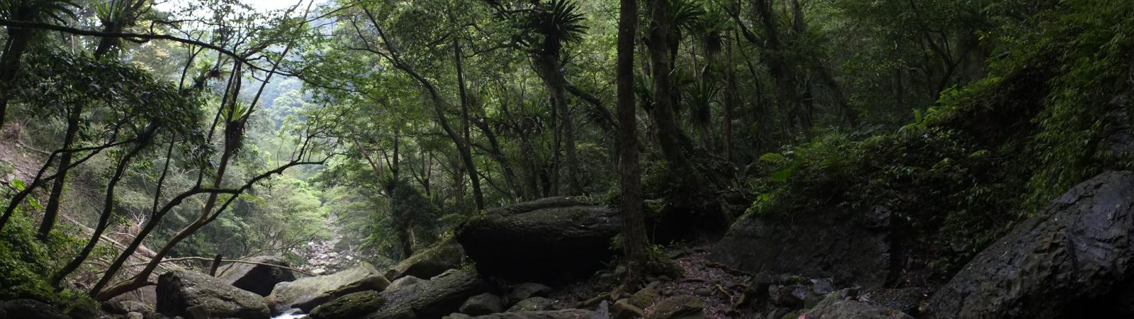 圖二、新北市三峽雲森瀑布周邊的森林,是許多偏好森林的鳥類棲息繁殖的重要環境 圖二、新北市三峽雲森瀑布周邊的森林,是許多偏好森林的鳥類棲息繁殖的重要環境