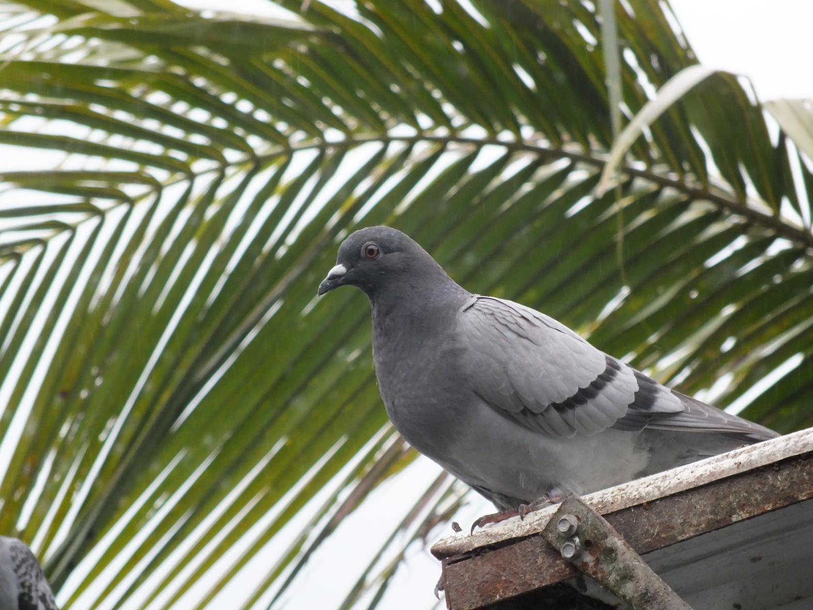 圖四、外來鳥種多偏好邊緣密度高的破碎化環境,降低地景破碎程度有助於減緩外來鳥種擴張 圖四、外來鳥種多偏好邊緣密度高的破碎化環境,降低地景破碎程度有助於減緩外來鳥種擴張