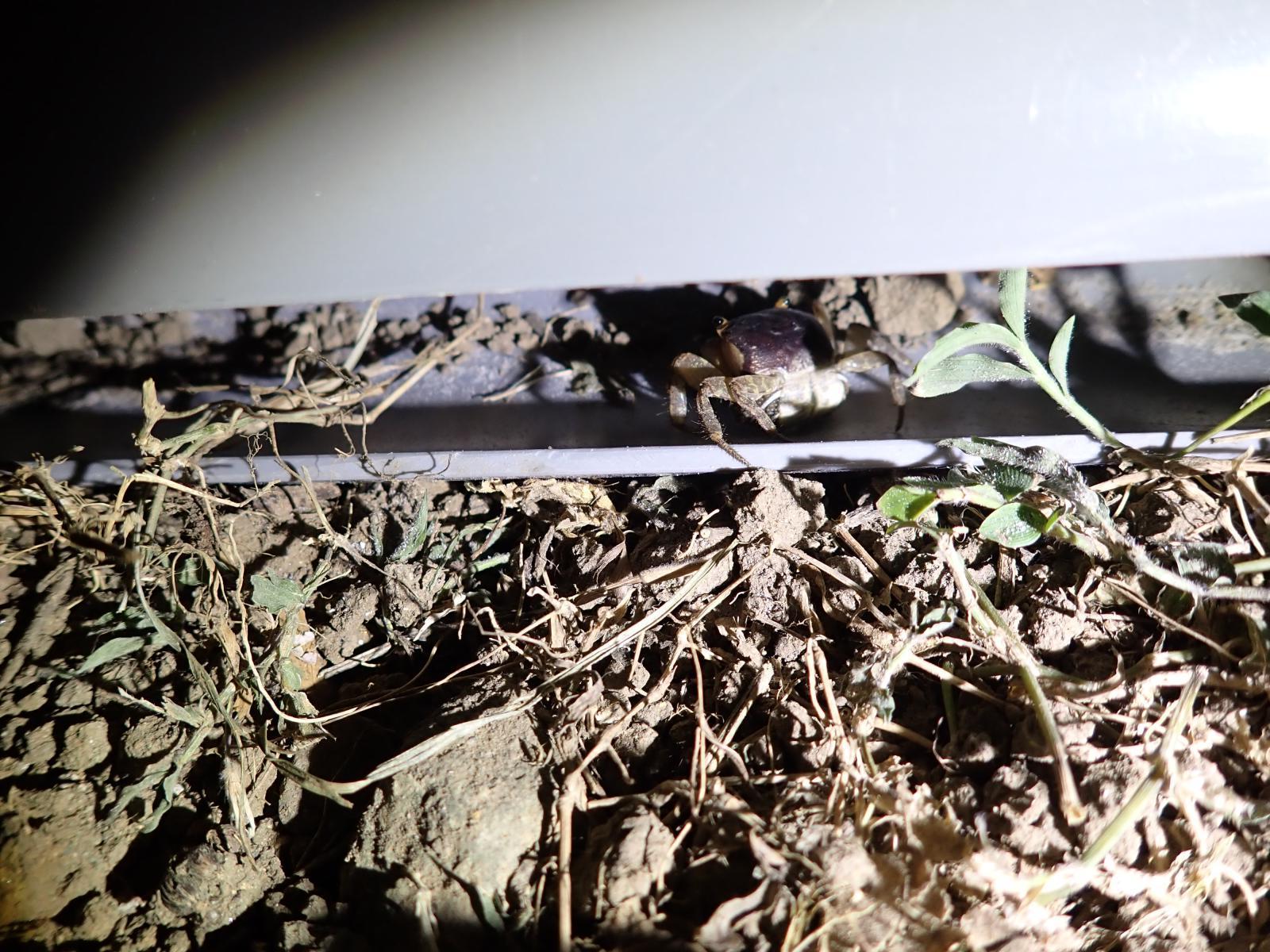 圖片5.抱卵的奧氏後相手蟹正爬入引導設施內。農業部生物多樣性研究所提供（陳歆 攝）