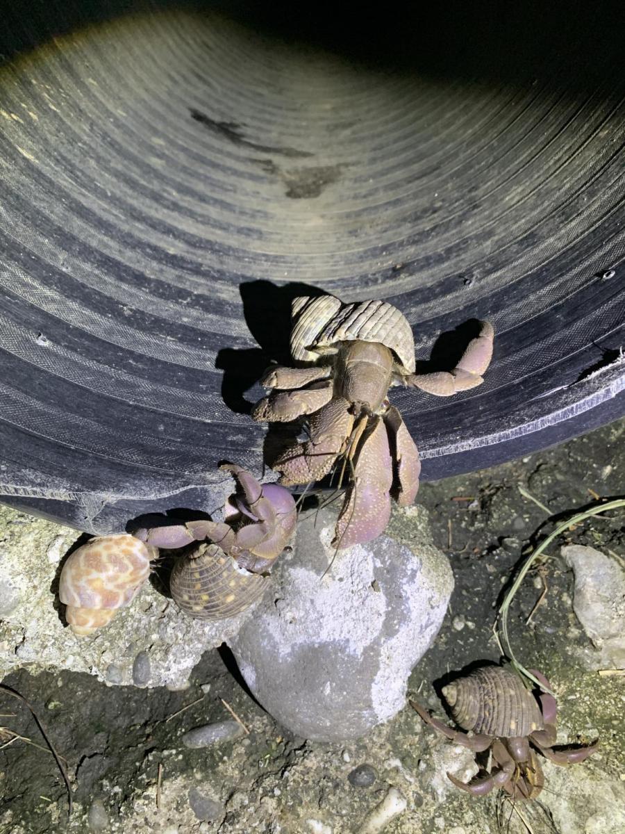 圖片8.正從海側洞口走出的短腕陸寄居蟹。農業部生物多樣性研究所提供（陳歆  攝）