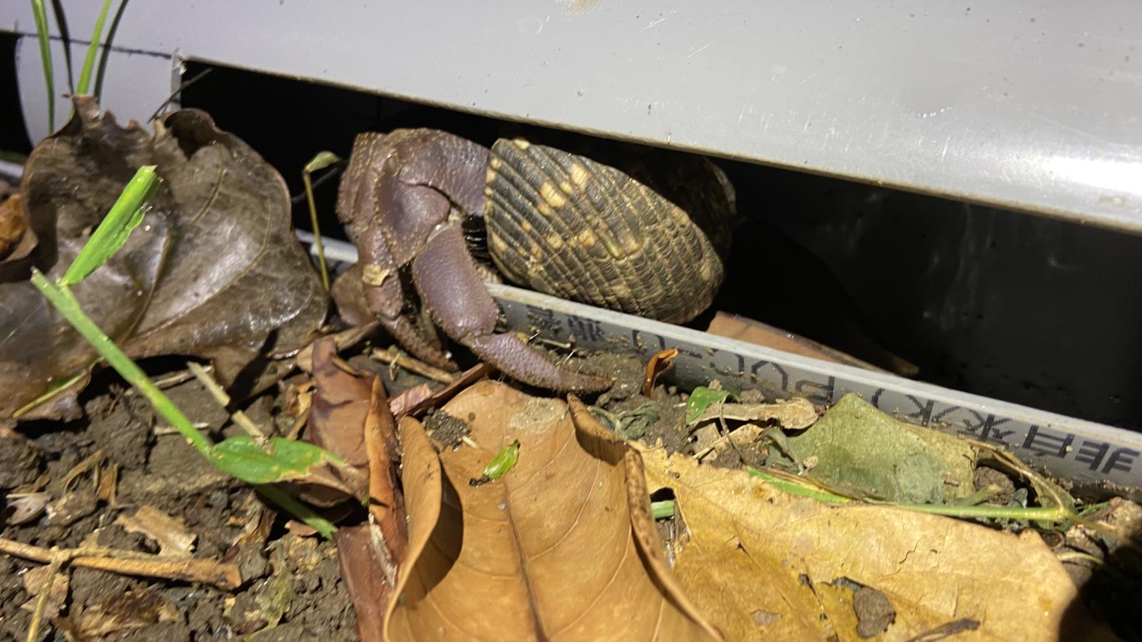 圖片7.正爬入引導設施的短腕陸寄居蟹。農業部生物多樣性研究所提供（莊育達 攝）