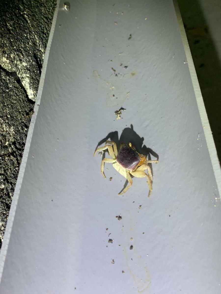 圖片6.順著擋土牆上剖半的PVC管往下行走的抱卵奧氏後相手蟹。農業部生物多樣性研究所提供（陳歆 攝）