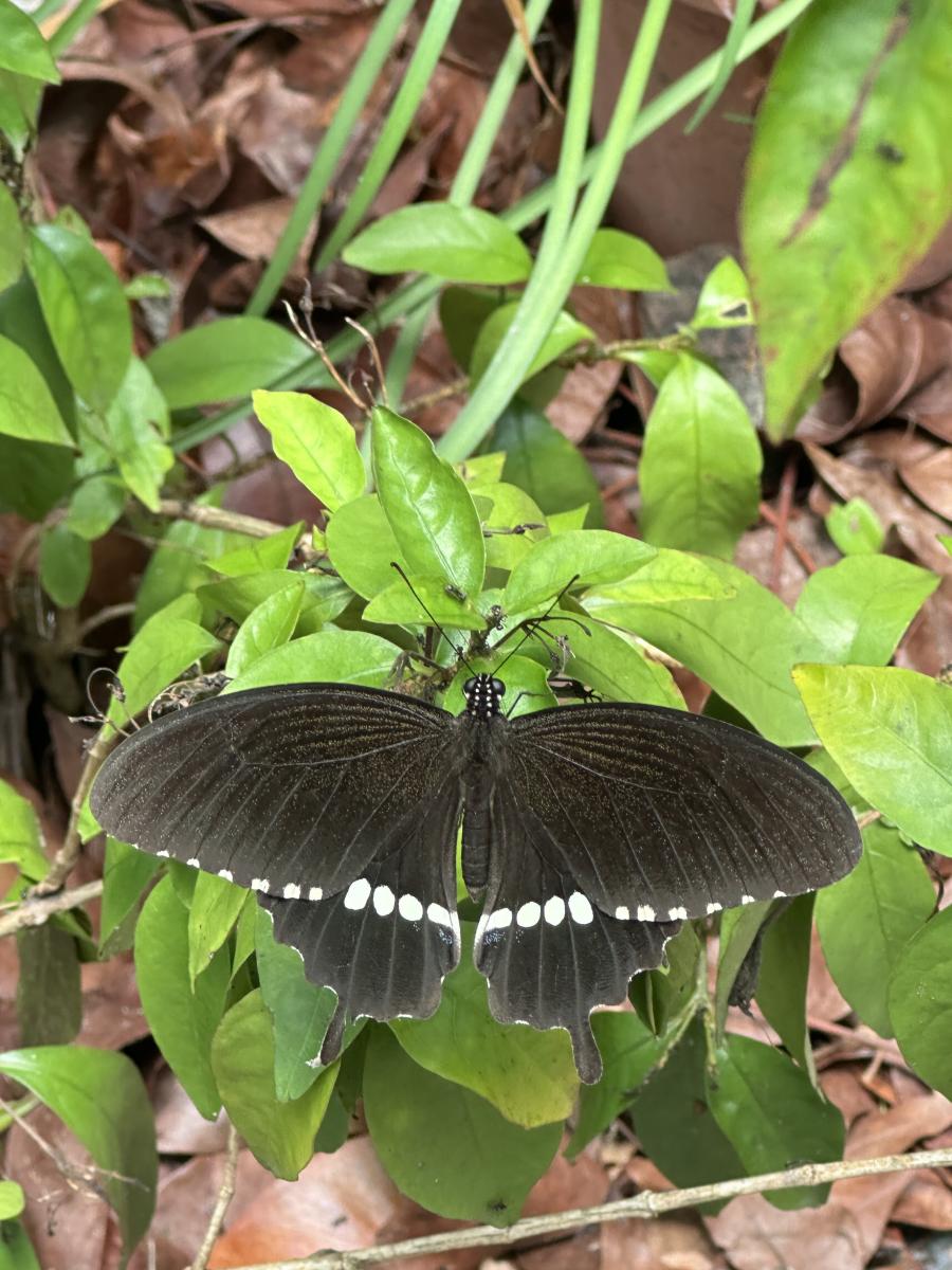 圖2、玉帶鳳蝶成蝶偏好出現於荒地、林道兩側或森林邊緣等開闊環境。農業部生物多樣性研究所提供(黃靜宜攝) 圖2、玉帶鳳蝶成蝶偏好出現於荒地、林道兩側或森林邊緣等開闊環境。農業部生物多樣性研究所提供(黃靜宜攝)